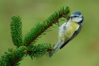 Cinciarella Cinciarella