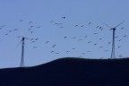 l'energia del vento l'energia del vento