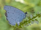 celastrina-argiolus celastrina-argiolus