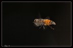 In volo... In volo...