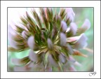 Fiore d'Artificio! Fiore d'Artificio!