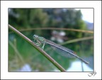 La Libellula del Lago dei Cigni La Libellula del Lago dei Cigni