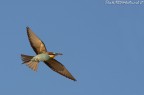 ...in volo !!! ...in volo !!!