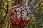 L'albero dei Dannati L'albero dei Dannati