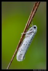 Yponomeuta malinellus in umido... Yponomeuta malinellus in umido...