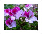 Les Fleurs 3 Les Fleurs 3