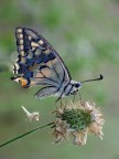 Papilio macaon e rugiada Papilio macaon e rugiada