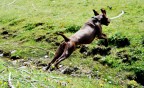 salto salto