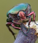 Dopo lunghe ricerce eccolo finalmente 

Il maggiolino per eccellenza 

Qualcuno magari conosce il vero nome? 

L'ho trovato in una di queste "fredde" mattine cos� lui non � fuggito ma non mi ha concesso neanche di sfoggiare le antennine (se non parzialmente in alcuni scatti),cos� il soggetto un pochino perde. 
Non mi ero mai accorto che anche le zampette fossero metallizzate. 

Nikon D700 + Sigma 180 

F16 1/5 

Commenti sempre graditi