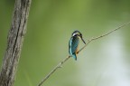 Kingfisher