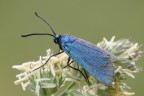 Zygaena Jordanita Zygaena Jordanita