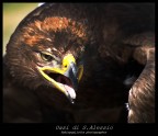aquila aquila