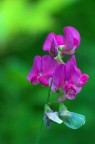 Fiore del conero Fiore del conero