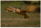Volando Volando