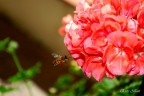 L'ape e il fiore L'ape e il fiore