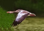 Oca in volo Oca in volo