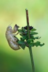 esoscheletro cicala esoscheletro cicala