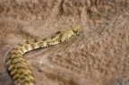 Snake Snake
