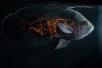 il mio Astronotus Cash il mio Astronotus Cash