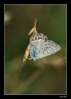 farfalla farfalla