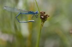 Scattata al lago di Terlago, Nikon D80, Nikon AF 60mm Macro, f8, 1/200, 200iso, monopiede
suggerimenti e critiche sempre ben accetti