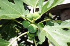 Fichi romagnoli Fichi romagnoli