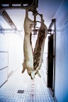 .. ..
