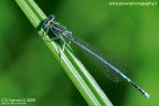 Libellula