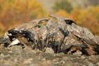 L'abbuffata dei grifoni L'abbuffata dei grifoni