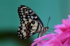 farfalla farfalla
