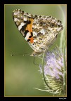 farfalla farfalla