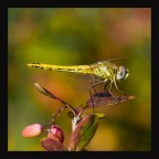 Nikon d300
sigma 150 f2,8
f 7,1
iso 200
s 1/250