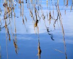 riflessi in palude riflessi in palude