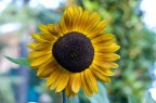 I girasoli del vicino I girasoli del vicino