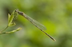 damigella damigella