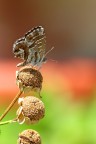 macro farfalla macro farfalla