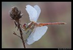 Sympetrum fonscolombii (maschio)