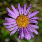 Aster Aster