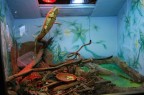 animali animali