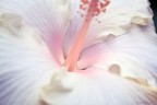 fiore1 fiore1