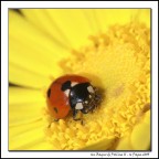 Dati di scatto:

FUJI S100FS + Raynox DCR-150
1/400 - f/11 - ISO 100
Modalit� (M)
No Flash
Focale 101.5 mm (equiv. 400mm)
Mano libera - RAW - Crop per comporre