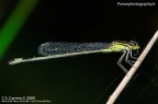 Libellula 2 Libellula 2
