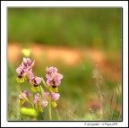 Scatto ripescato dall'HD, che non ricordavo pi� neanche di aver fatto...
Sempre dall'incontro con Mr.T a Bosco S.Pietro dello scorso Marzo...

Dati di scatto:

FUJI S100FS
1/200 sec - f/5.3 - ISO 100
Modalit� (M)
Focale 96.2mm (equiv. 379mm)
Treppiede - RAW

Critiche e suggerimenti sempre apprezzati!