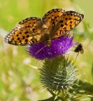 Boloria Euphrosyna Boloria Euphrosyna