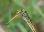 libellula gialla