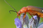 Insettino su lavanda Insettino su lavanda
