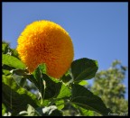 Un girasole alquanto strano...