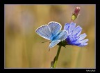 voglio essere un fiore... voglio essere un fiore...