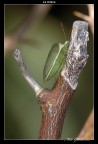 La cimice. La cimice.