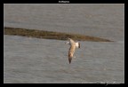 Volo libero. Volo libero.